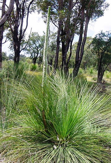 Gkz植物事典 ニシオーストラリア グラスツリー