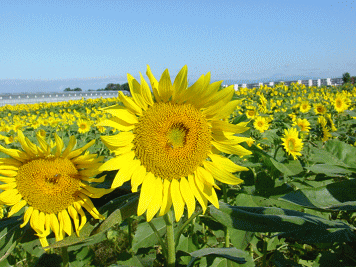 Gkz植物事典 Girasole 向日葵 イタリア語