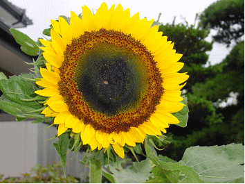 Gkz植物事典 Girasole 向日葵 イタリア語