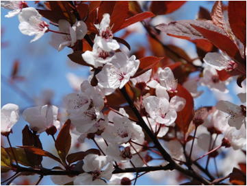 Gkz植物事典 アカバサクラ 赤葉桜