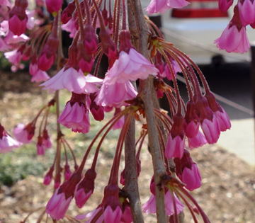 Gkz植物事典 エンドウザクラ 遠藤桜