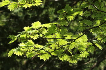 GKZ植物事典・オオイタヤメイゲツ（大板屋名月）