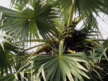 Gkz植物事典 ウチワヤシ 団扇椰子