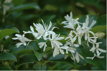 Gkz植物事典 ヒトツバタゴ