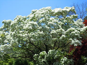 Gkz植物事典 ヒトツバタゴ