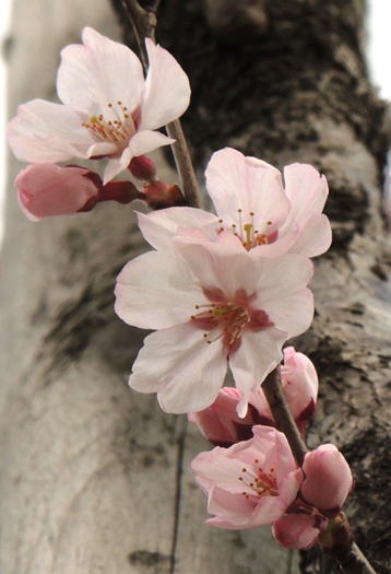 GKZ植物事典・ヒガンザクラ（彼岸桜）