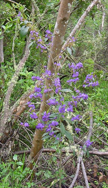 GKZ植物事典・ホヴェア・エリプティカ