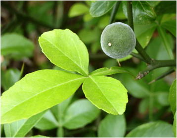 GKZ植物事典・カラタチ