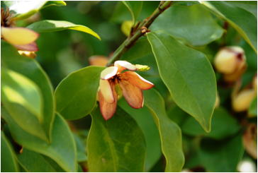 Gkz植物事典 團伊玖磨植物事典 カラタネオガタマ 唐種小賀玉