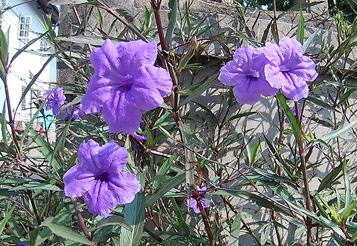 Ruellia ルエリア DT ６本 engderm.se