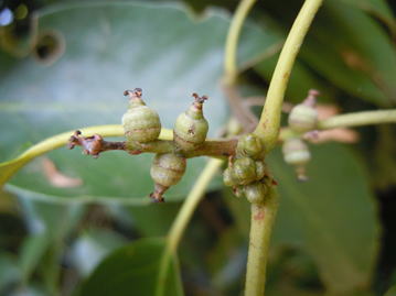 Gkz植物事典 クロカシ 黒樫