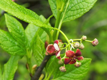 Gkz植物事典 ムラサキツリバナ 紫吊花