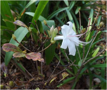 GKZ植物事典・ニオイツツジ