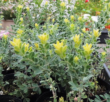 Gkz植物事典 ロータス ヒルスツス ブリムストーン