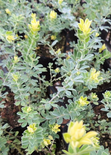 Gkz植物事典 ロータス ヒルスツス ブリムストーン