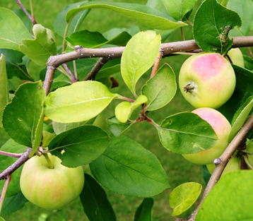Gkz植物事典 ジリンゴ 地林檎