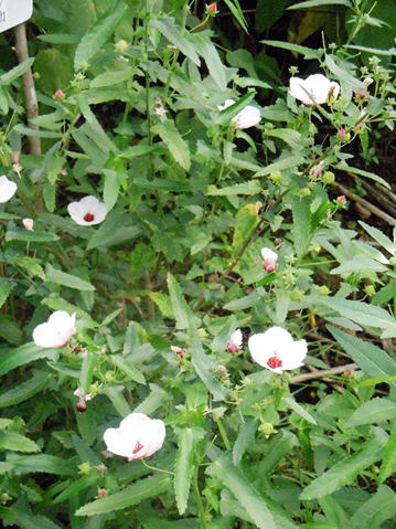 Gkz植物事典 タカサゴフヨウ 高砂芙蓉