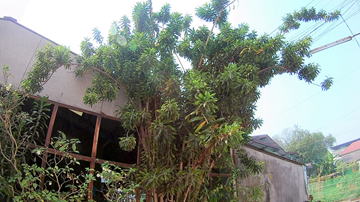 Gkz植物事典 ドラセナ レフレクサ ソング オブ ジャマイカ
