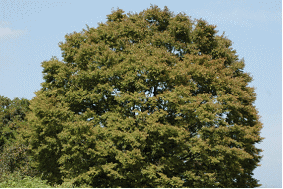 Gkz植物事典 團伊玖磨植物事典 ツキ 槻