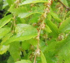 Gkz植物事典 團伊玖磨植物事典 ツキ 槻