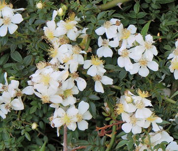 GKZ植物事典・ヤクシマノイバラ（屋久島野薔薇）