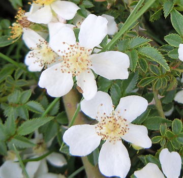 Gkz植物事典 ヤクシマノイバラ 屋久島野薔薇