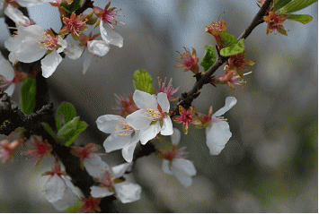 Gkz植物事典 團伊玖磨植物事典 ユスラウメ 山桜桃