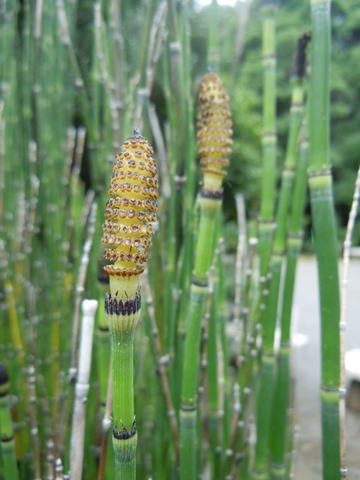 Gkz植物事典 オオトクサ 大木賊