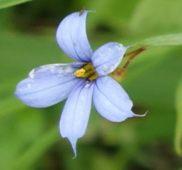 Gkz植物事典 アイイロニワゼキショウ 藍色庭石菖