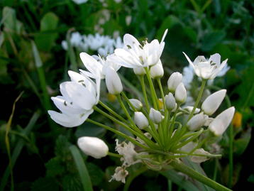 GKZ植物事典・アリウム・ネアポリタヌム