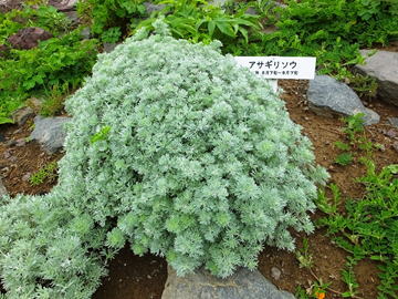 Gkz植物事典 アサギリソウ 朝霧草