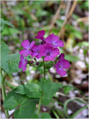 Gkz植物事典 オオバンソウ 大判草