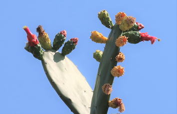 GKZ植物事典・團伊玖麿植物事典・ウチワサボテン（団扇仙人掌）