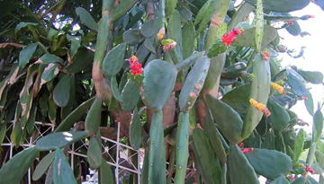 GKZ植物事典・團伊玖麿植物事典・ウチワサボテン（団扇仙人掌）