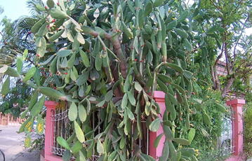 GKZ植物事典・團伊玖麿植物事典・ウチワサボテン（団扇仙人掌）