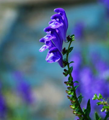 Gkz植物事典 バイカルタツナミソウ