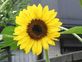 Gkz植物事典 ヒメヒマワリ