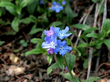 Gkz植物事典 ホタルカズラ 螢葛 蛍蔓