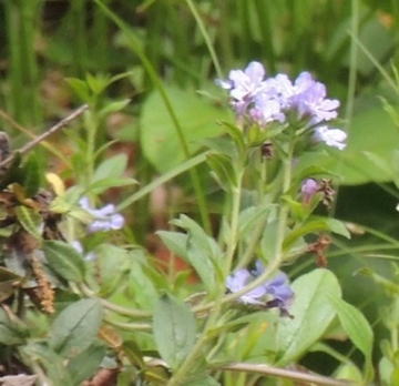 Gkz植物事典 ホタルカズラ 螢葛 蛍蔓