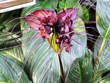Gkz植物事典 ブラック キャット