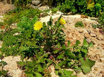 GKZ植物事典・團伊玖麿植物事典・ケシアザミ（芥子薊）く