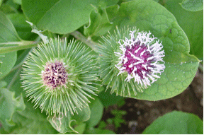 Gkz植物事典 團伊玖麿植物事典 ゴボウ 牛蒡