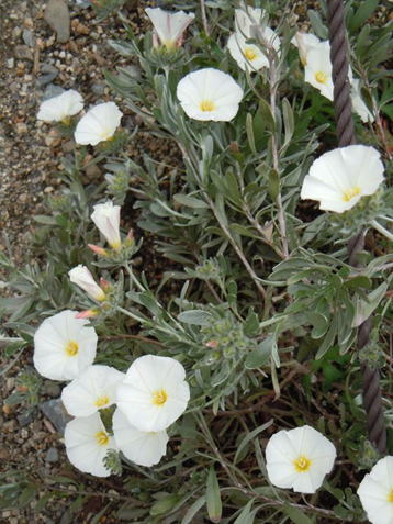 Gkz植物事典 コンボルブルス ニーオウム