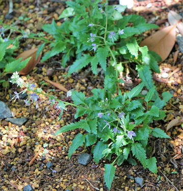 Gkz植物事典 ミヤマクワガタ 深山鍬形