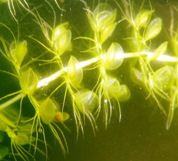 モウセンゴケ科ムジナモ属 ムジナモ ６本 ☆国産水生食虫植物