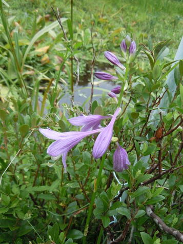 Gkz植物事典 ムラサキギボウシ 紫擬宝珠