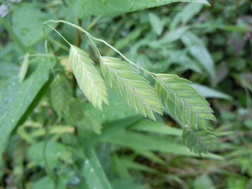 Gkz植物事典 ニセコバンソウ