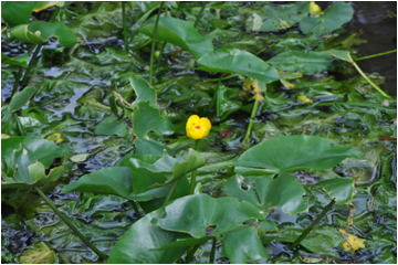 Gkz植物事典 サイジョウコウホネ 西条河骨