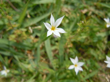 Gkz植物事典 セッカニワゼキショウ 雪花庭石菖