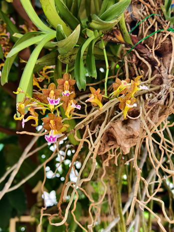 ラン科植物のクローン増殖 ラン科植物のクロ-ン増殖 | 富山 昌克 |本 | 通販 | Amazon